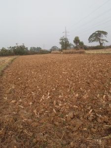 15245 sq. ft. Agricultural Land for Sale in Near Rahama, Cuttack